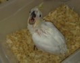 /album/cacatua/cacatua-jpg/